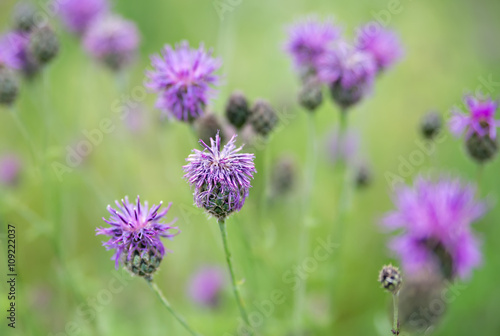 purples flowers on a meadow