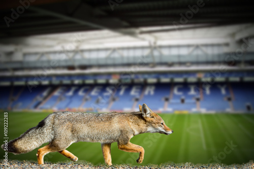 real fox leicester city football club wallpaper photo