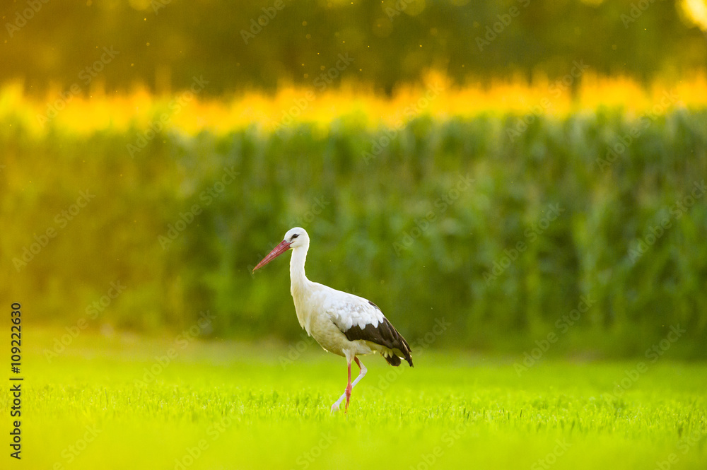 Naklejka premium Storch Weißstorch - stork white stork