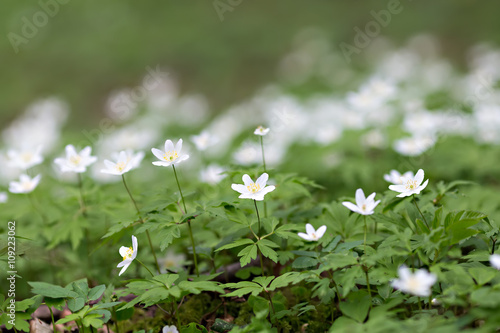 white anemones in the forest