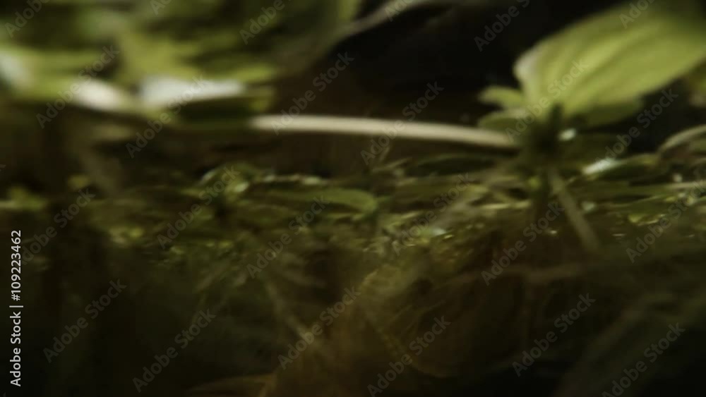 Catfish Gaining Air on Surface of Water Among Many Plants in Greenhouse Catfish Gaining Air on Surface of Water Among Many Plants in Greenhouse