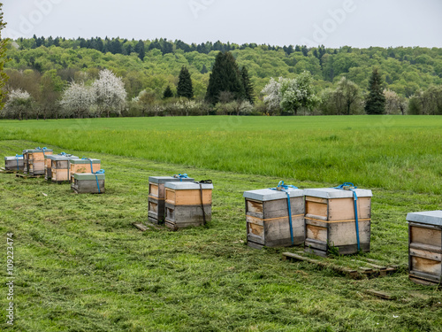 Bienenkästen im Frühjahr
