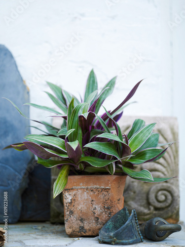 Leafy garden plant in traditional plant pot photo