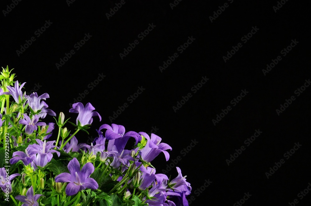 Bluebell on black background Bluebell on black background