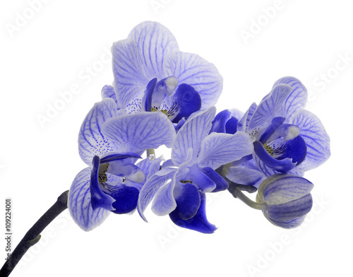 Fototapeta Naklejka Na Ścianę i Meble -  small blue orhid isolated blossoming branch