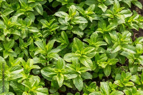 Mint fresh first grown at spring. Authentic farm series.