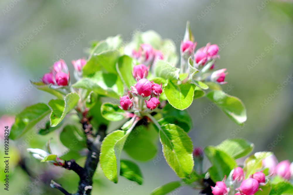 Fototapeta premium Budding flowers of apple trees with leaves
