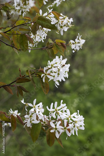 Flowers of  Snowy mespilus (Amelanchier lamarckii)