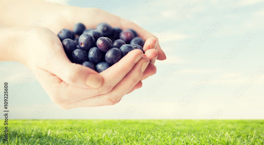 close up of woman hands holding blueberries close up of woman hands holding blueberries