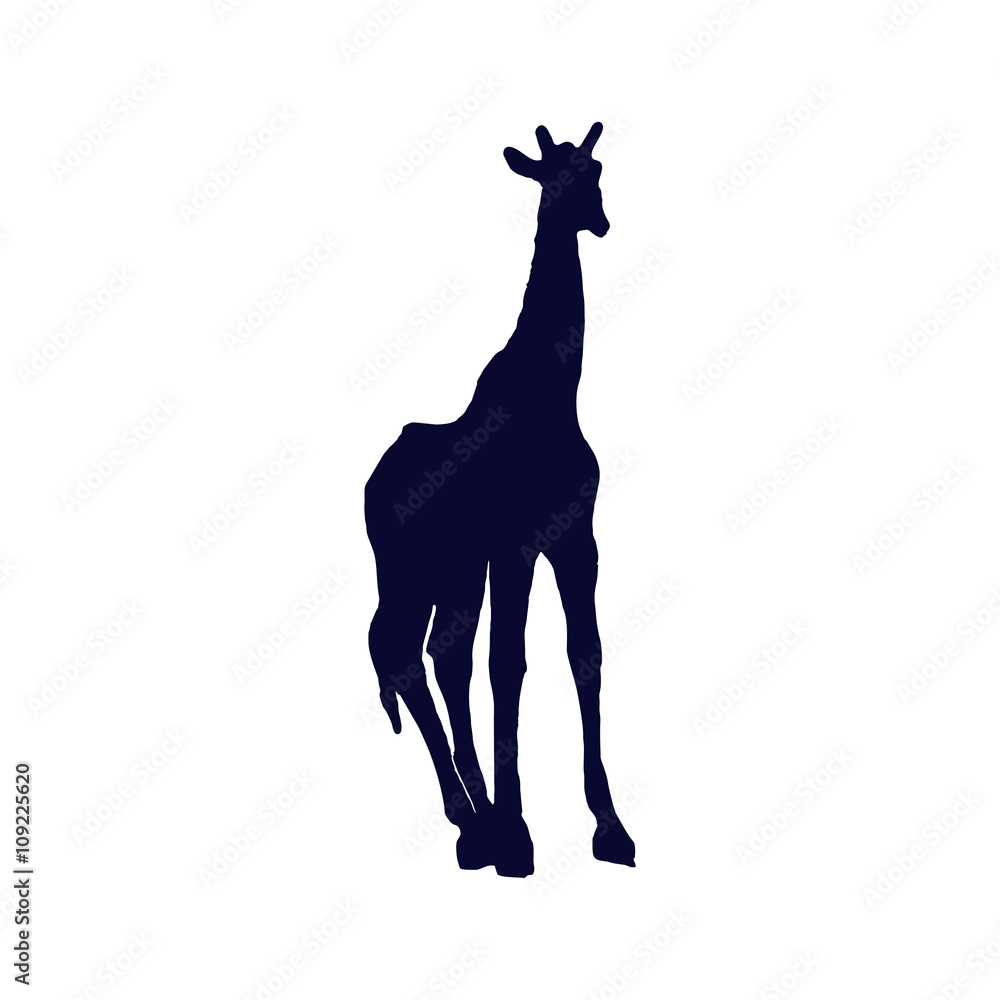 Fototapeta premium giraffe isolated