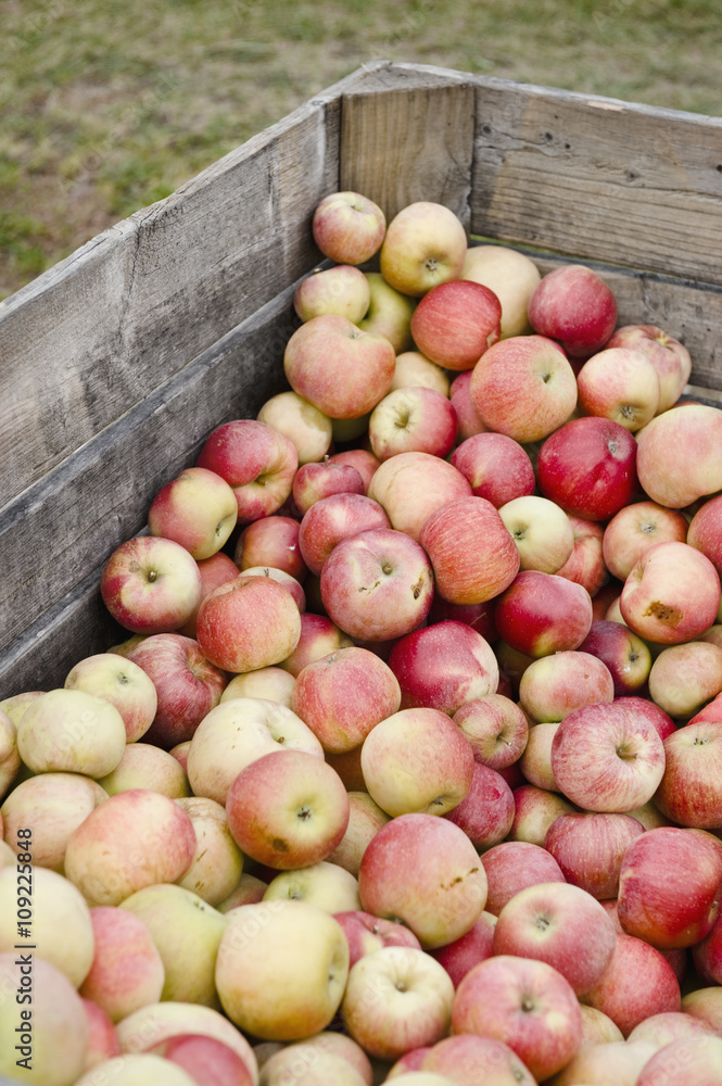 Apples in container Apples in container