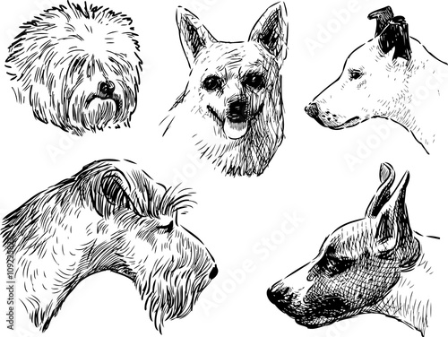 heads of the various dogs
