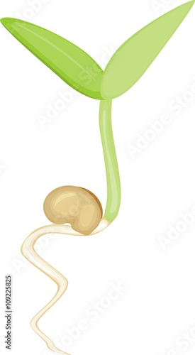 sprout