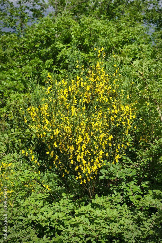 Obraz premium Cytisus Scorparius - Common broom