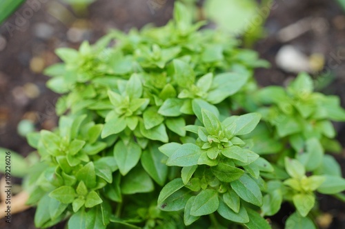 Wallpaper Mural Spicy globe basil herb growing in the garden Torontodigital.ca