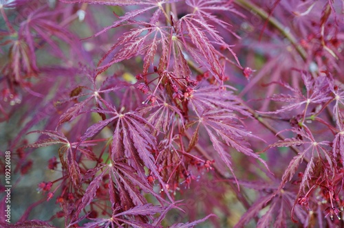 Red foliage of the weeping Laceleaf Japanese Maple tree (Acer palmatum)