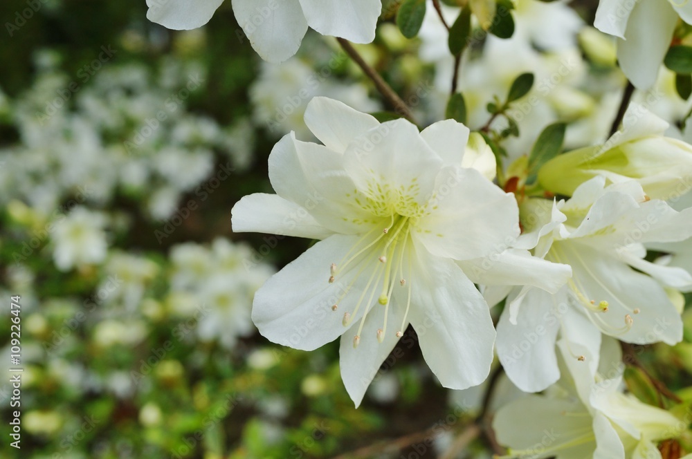 White azalea flowers on a bush in the spring garden