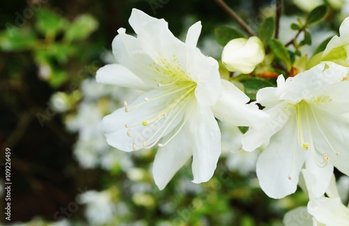 White azalea flowers on a bush in the spring garden