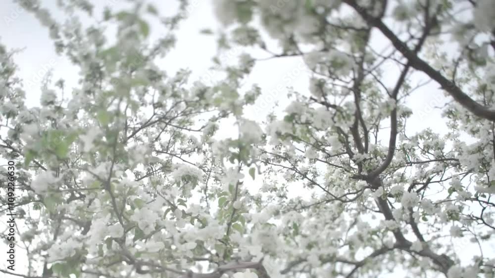 Цветущая яблоня