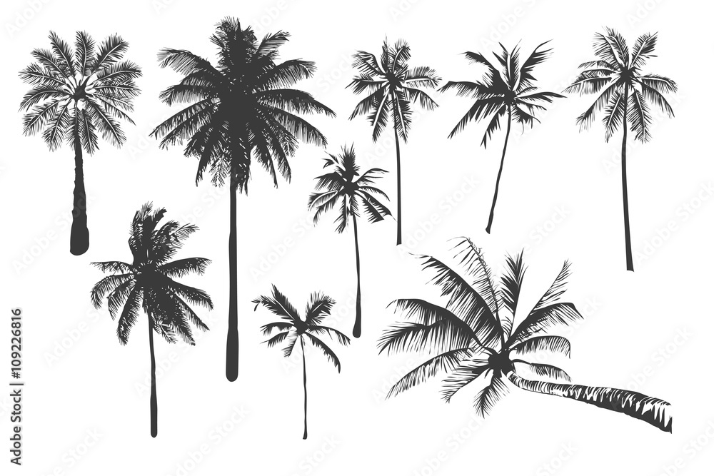 tropical palm trees tropical palm trees