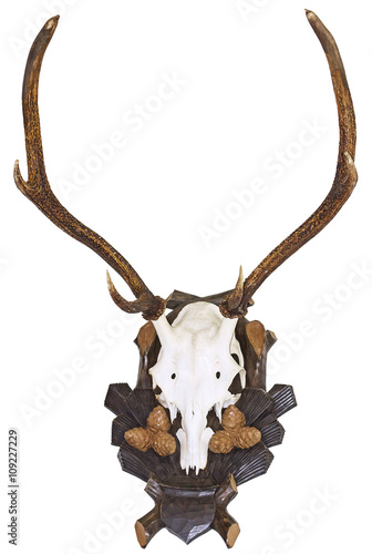 Antlers of deer