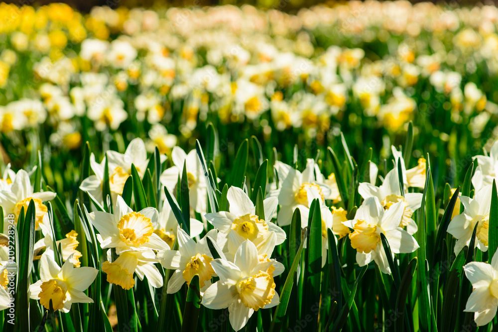 Field of beautiful yellow daffodils. Blooming narcissus in sprin Field of beautiful yellow daffodils. Blooming narcissus in sprin