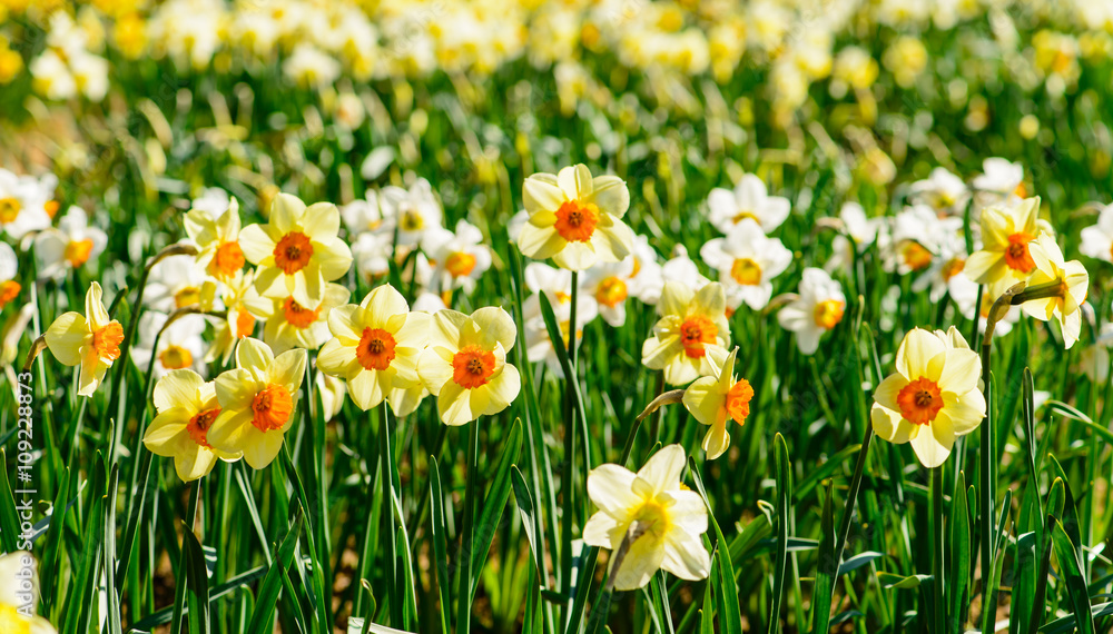 Daffodils closeup. Field with white and yellow daffodils, shallo Daffodils closeup. Field with white and yellow daffodils, shallo