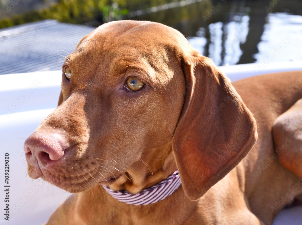 Cute visla on board of a motor boat. Brown dog lying on a boat. Baot trip with dog, motor boat anchored on a pier or jetty.