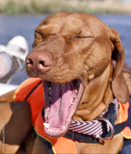 Fototapeta Naklejka Na Ścianę i Meble -  Funny dog with life jacket on board of a motor boat. Viszla yawing and wearing a life jacket and looking out to the marshland. Copy space.