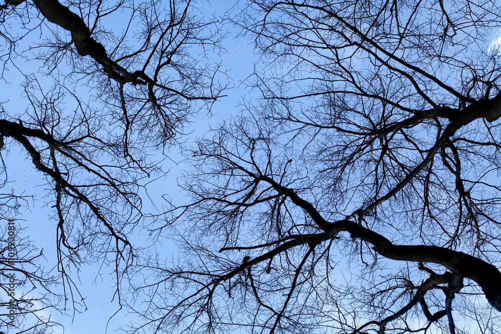 Spring trees, view from below Spring trees, view from below