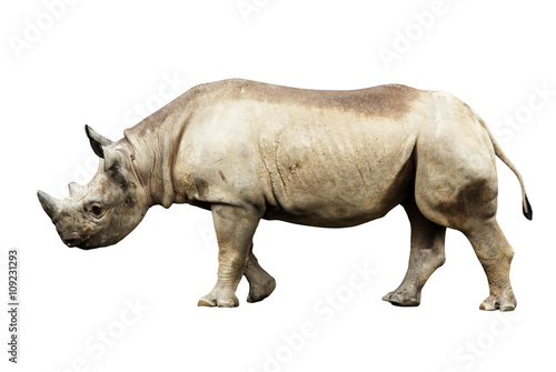 Big african Rhino isolated on a white background