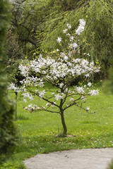 Keuken achterwand Magnolia Stermagnolia in bloei in tuin  © lapis2380