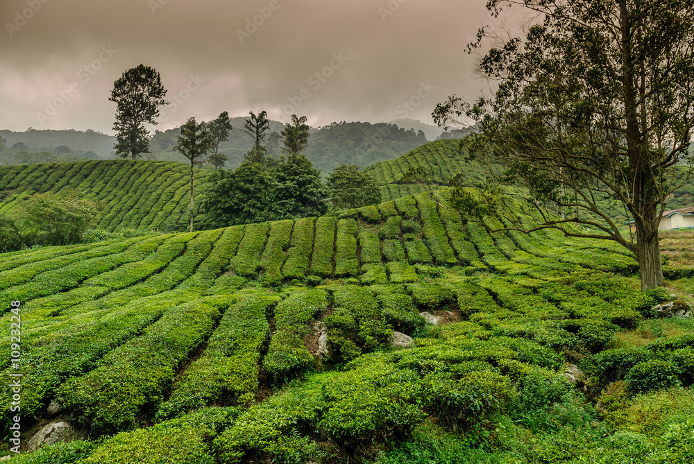 tea plantations in Cameron higlands in the north of Malaysia