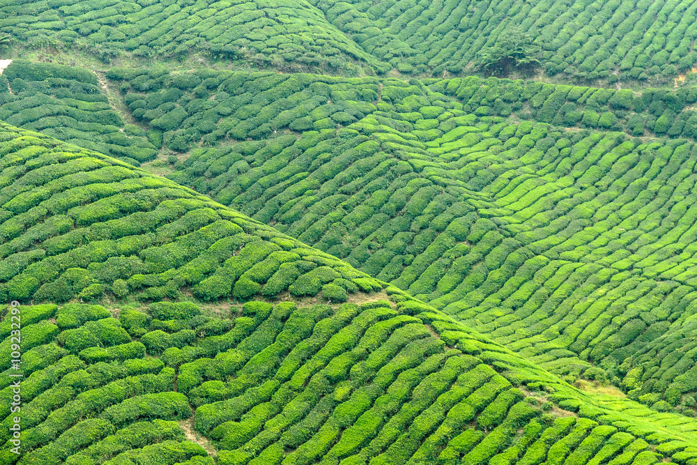 vegetable texture formed by the shrubs of the tea in the fields of cultivation of Cameron Highlands in Malaysia