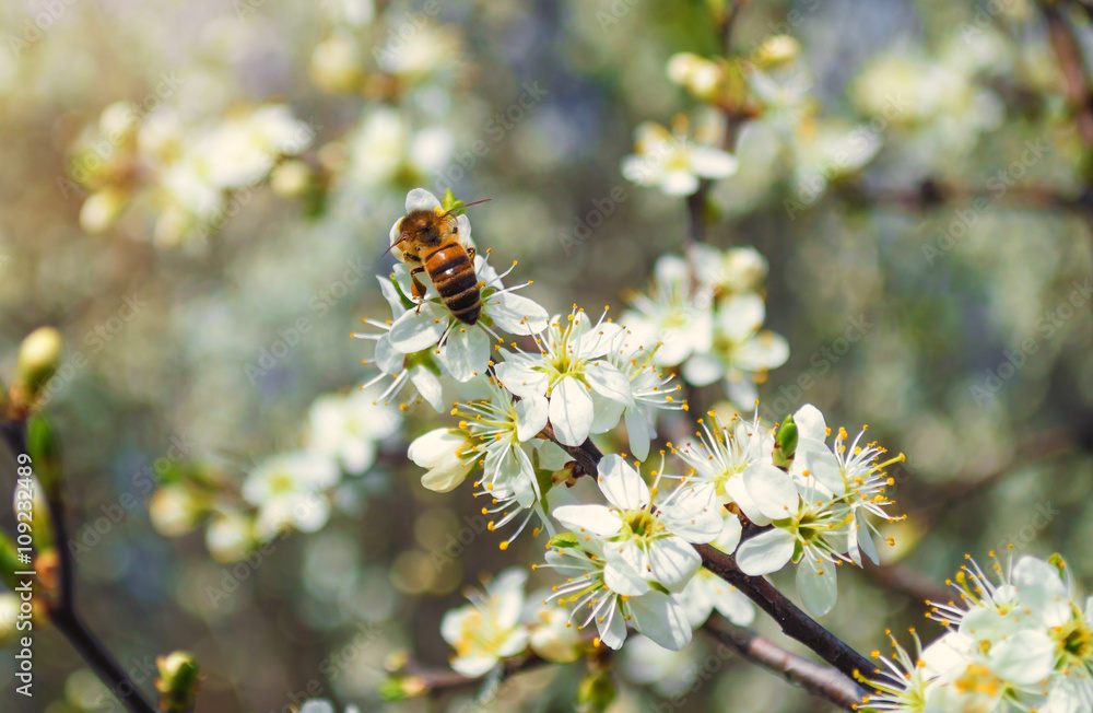Bee pollinates a blossoming cherry twig Bee pollinates a blossoming cherry twig