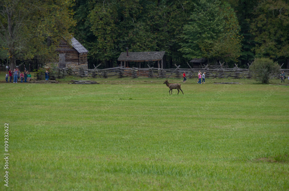 Obraz premium Elk