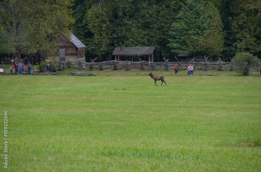 Obraz premium Elk