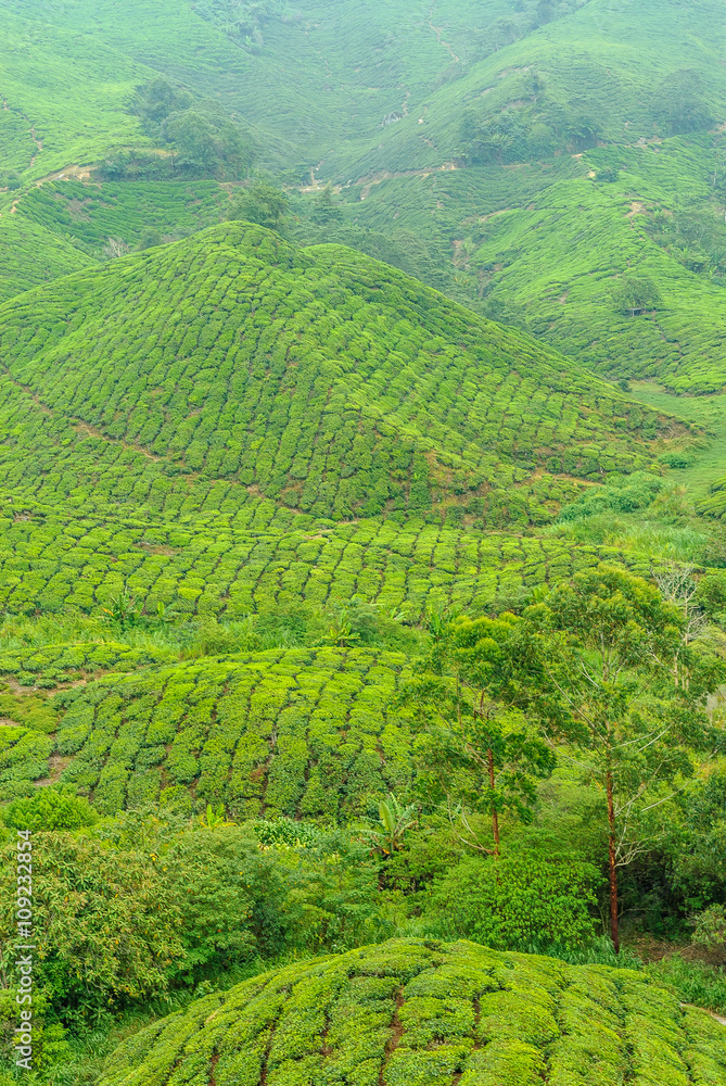 tea plantations in Cameron higlands in the north of Malaysia