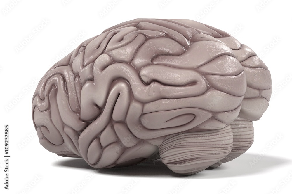 3d renderings of human brain 3d renderings of human brain