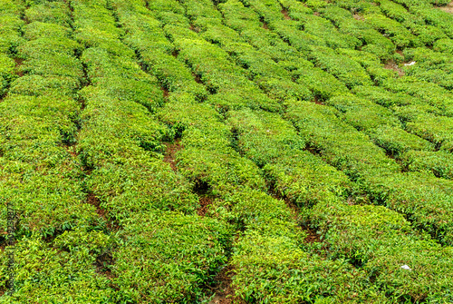 vegetable texture formed by the shrubs of the tea in the fields of cultivation of Cameron Highlands in Malaysia © ahau1969