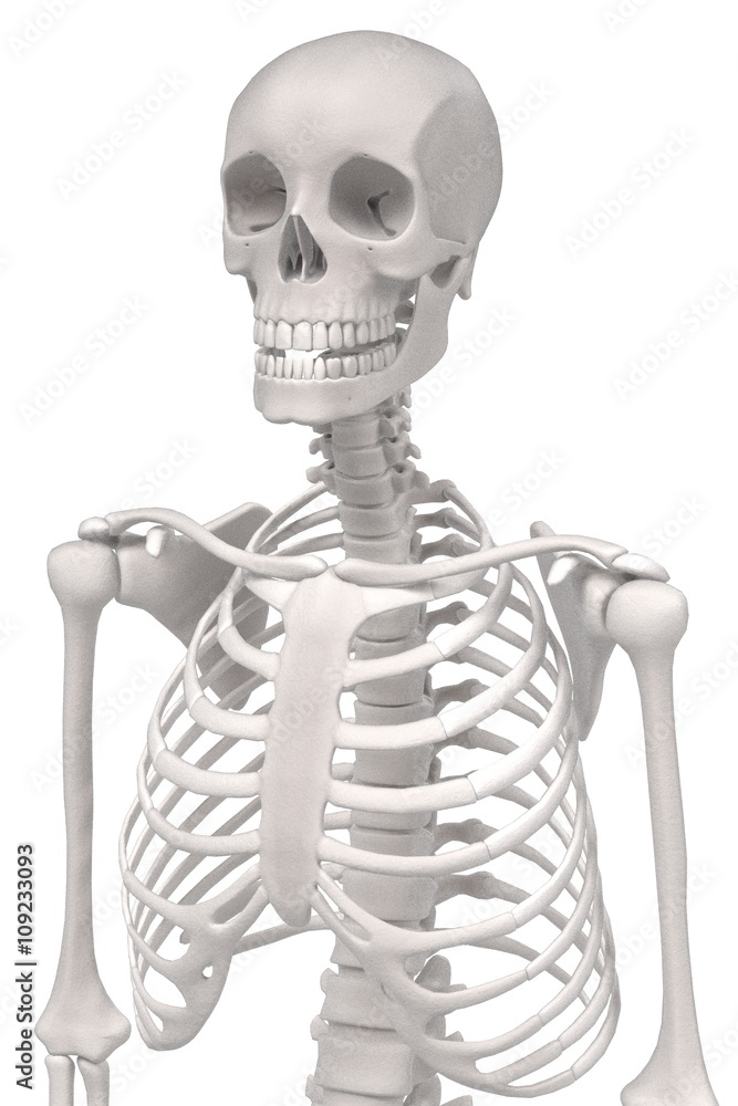 3d renderings of human skeleton 3d renderings of human skeleton