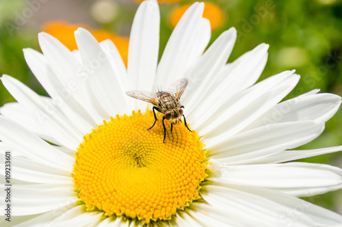 Chamomile flower and a fly