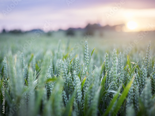Wheat field at dusk photo