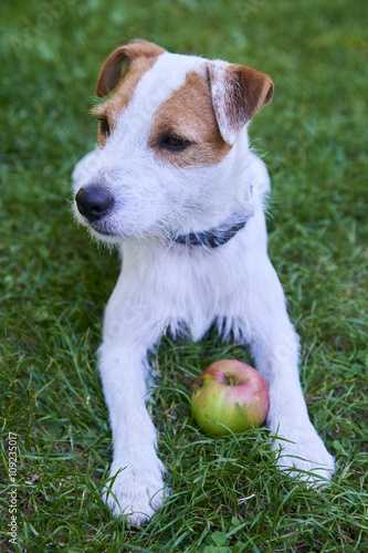 Jack Parson Russell Terrier puppy dog pet, tan rough coated, outdoors in park while laying on green grass lawn and playing © Petr Bonek