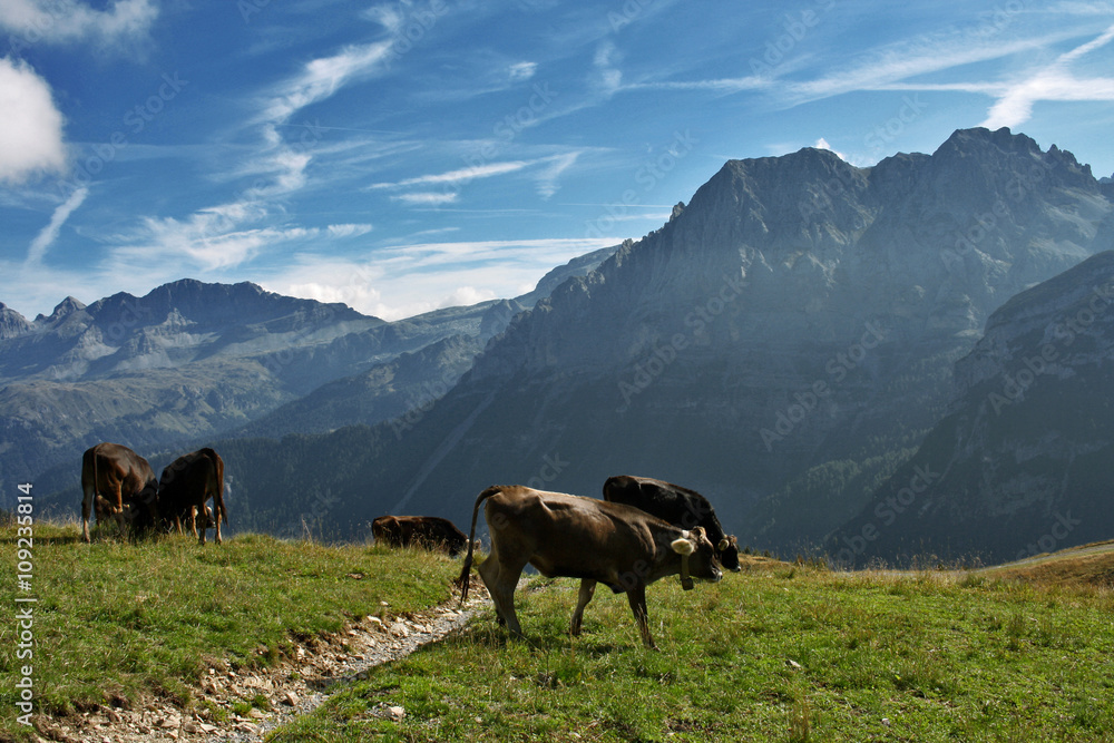 MUCCHE PASCOLANDO SUL BRENTA MUCCHE PASCOLANDO SUL BRENTA