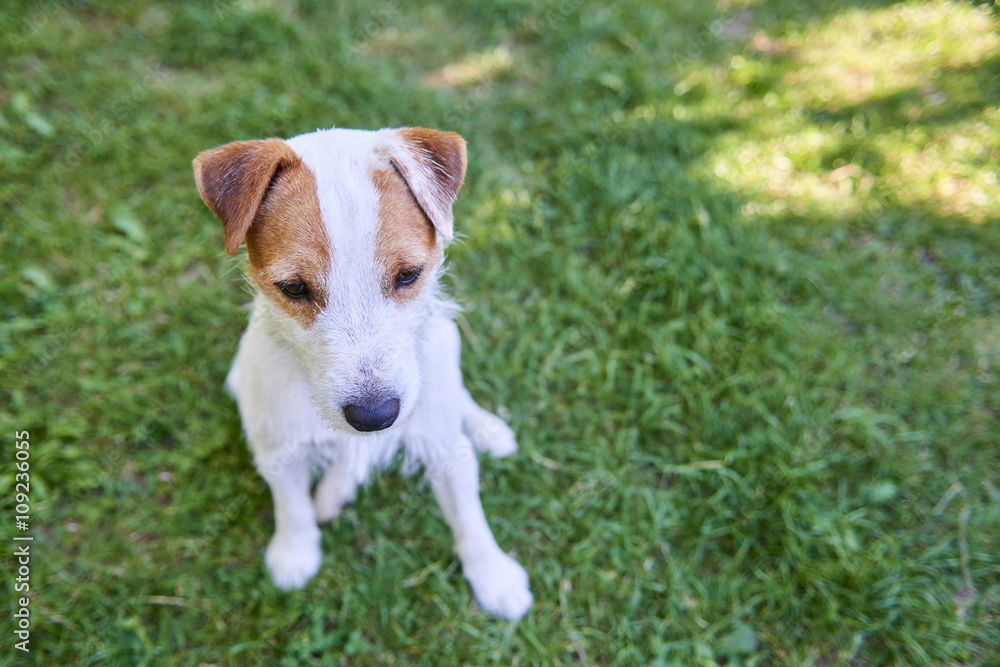 Jack Parson Russell Terrier puppy dog pet, tan rough coated, outdoors in park while laying on green grass lawn and playing Jack Parson Russell Terrier puppy dog pet, tan rough coated, outdoors in park while laying on green grass lawn and playing