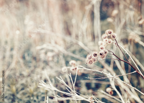 Beautiful fairy dreamy magic burdock thorns, toned with instagram vsco filter in retro vintage color pastel washed out style, soft selective focus with lens sun flare, copyspace for text photo