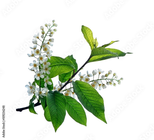 A branch of fragrant flowers of wild cherry isolated on white ba
