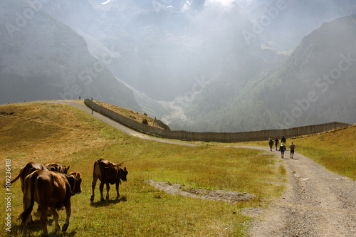 MUCCHE PASCOLANDO SUL BRENTA