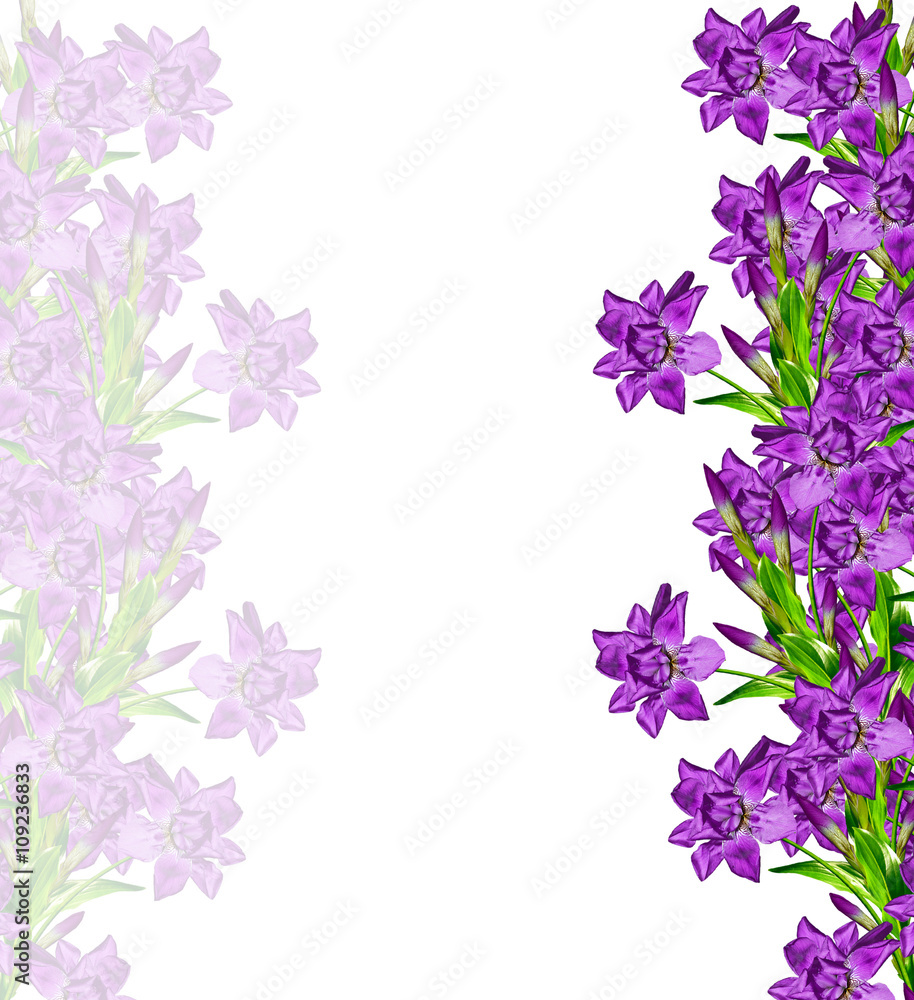 spring flowers  iris isolated on white background. beautiful flo